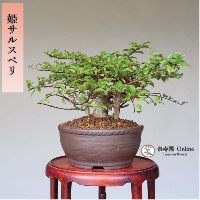 泰寿園 Online