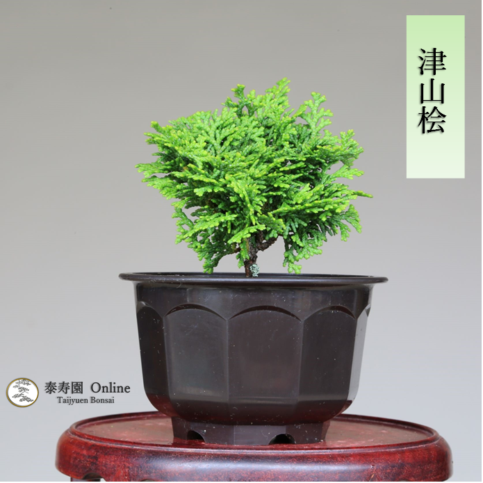 泰寿園 Online