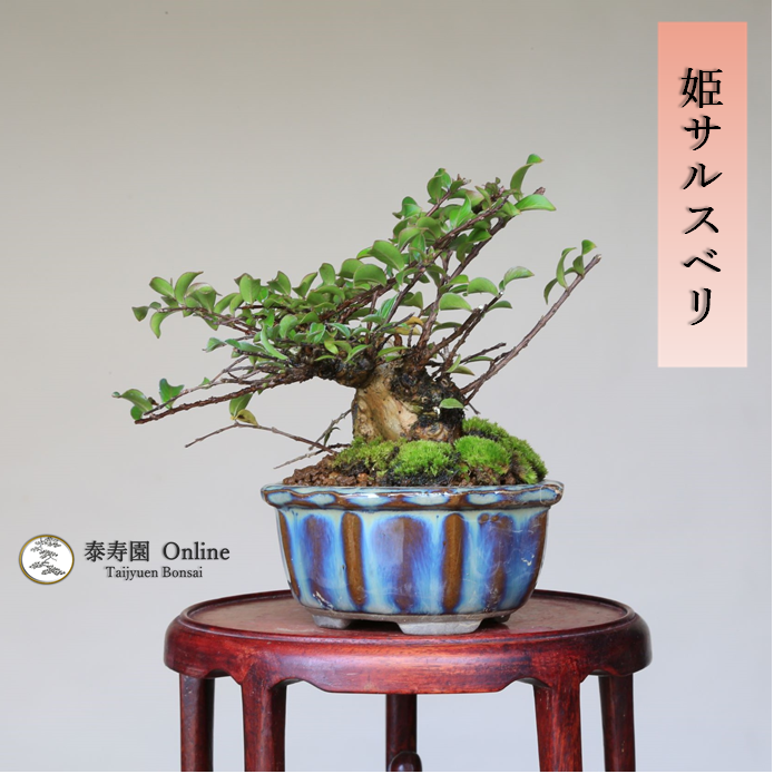 泰寿園 Online