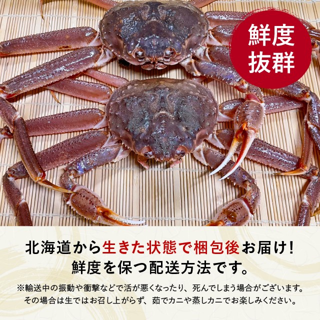 生オオズワイガニ 北海道産 訳あり 約1kg 大サイズ （1杯あたり約300g