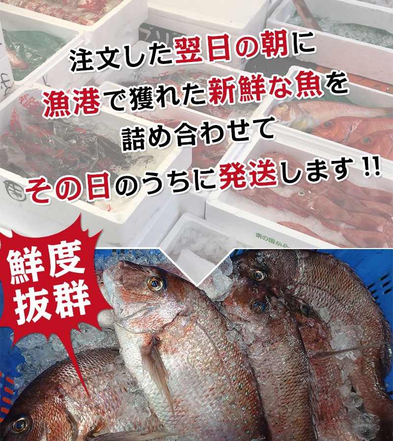 朝獲れ鮮魚お試しセット 2-4人前 とれたて新鮮魚介 魚の詰め合わせ 下