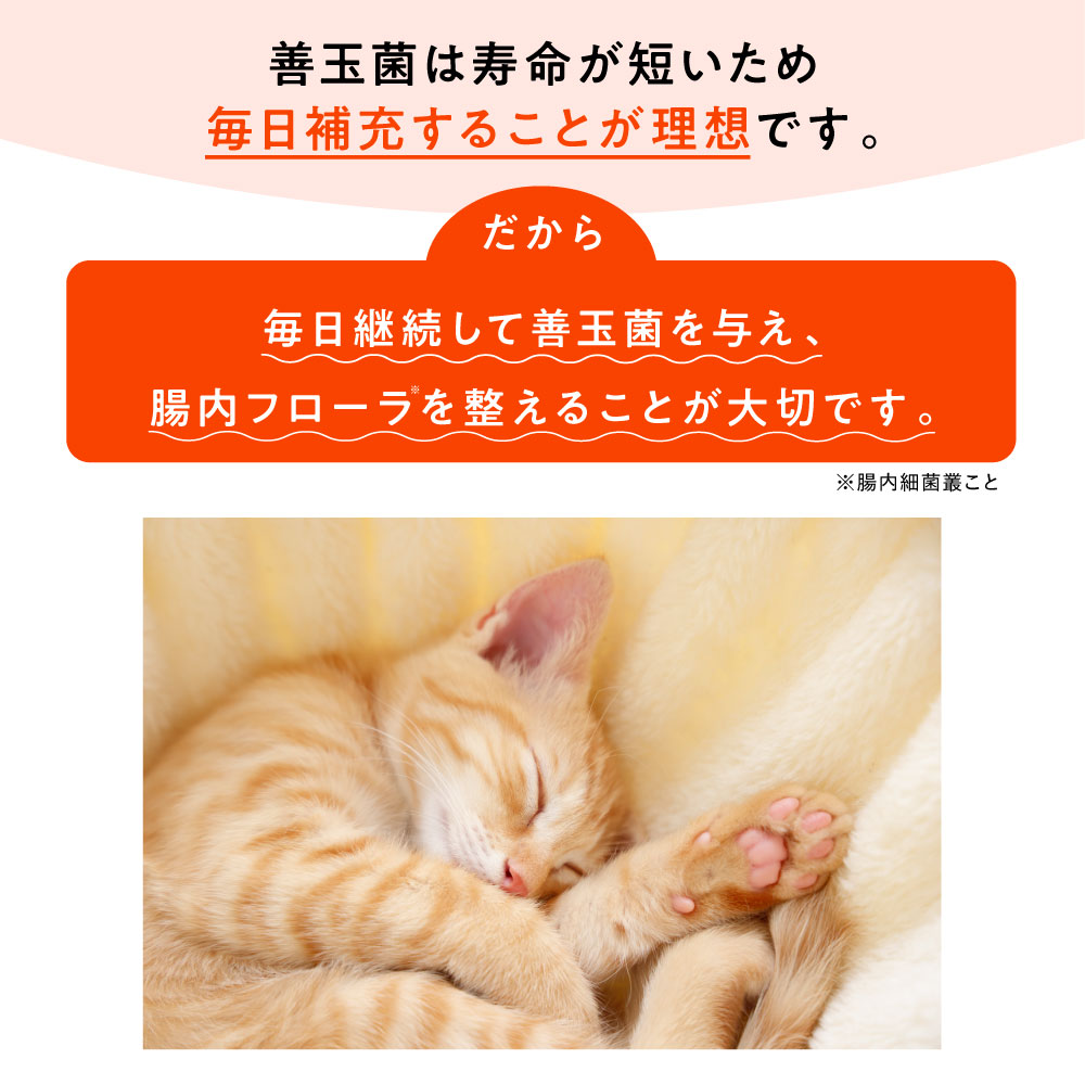 大正製薬 公式 にゃんビオフェルミンS 40g1袋 猫 サプリ フード