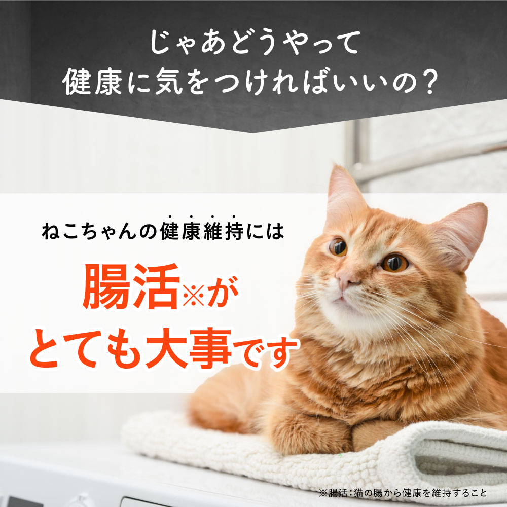 大正製薬 公式 にゃんビオフェルミンS 40g1袋 猫 サプリ フード