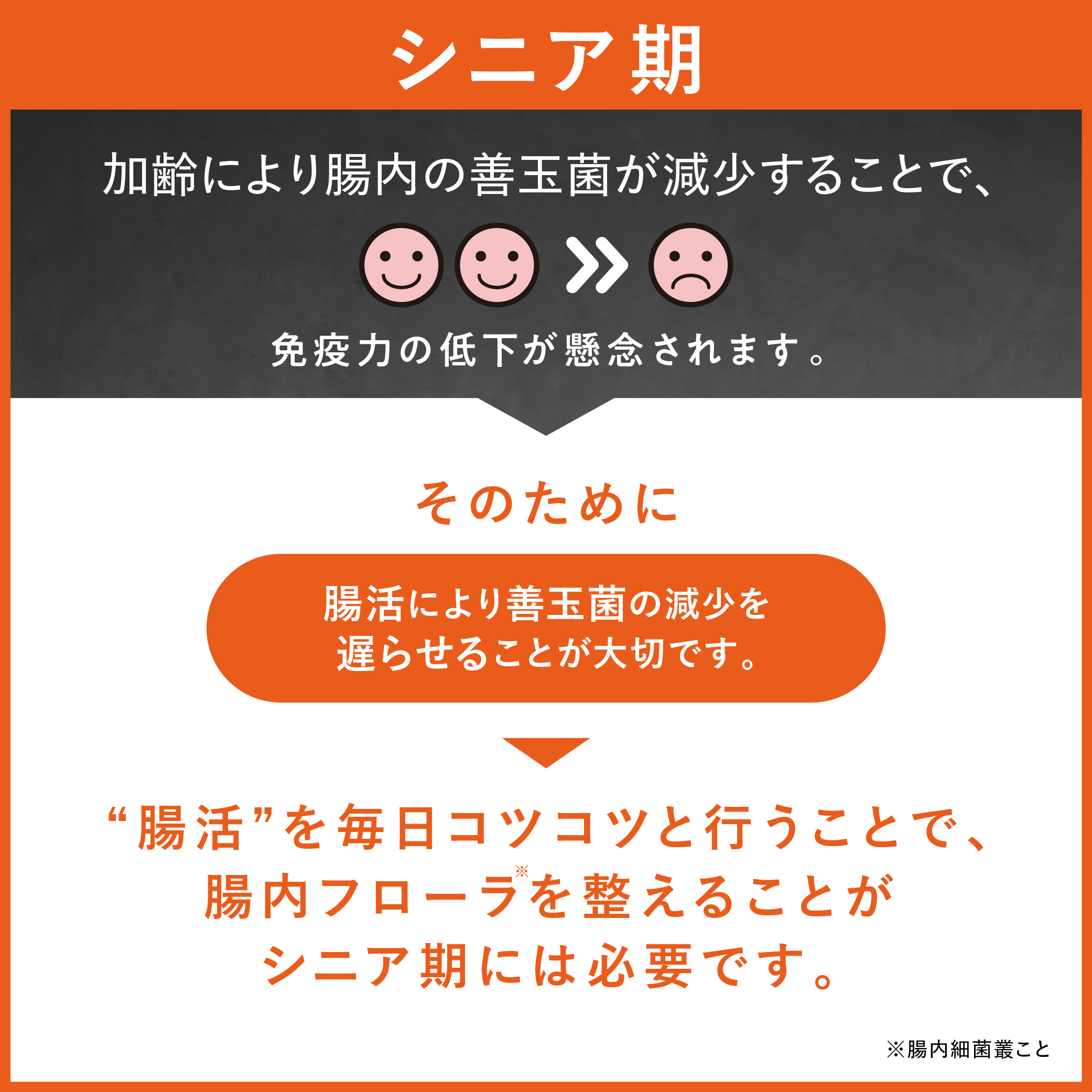 大正製薬 公式 わん ビオフェルミンS 40g 2袋 サプリ 犬 サプリメント
