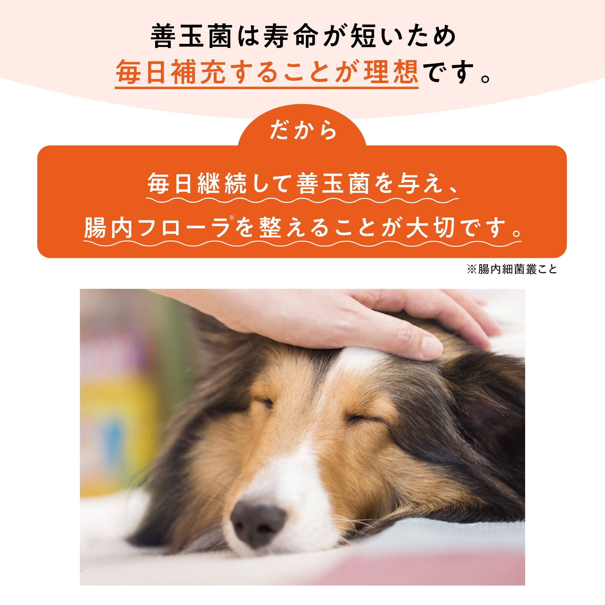 大正製薬 公式 わん ビオフェルミンS 40g 3袋 サプリ 犬 サプリメント