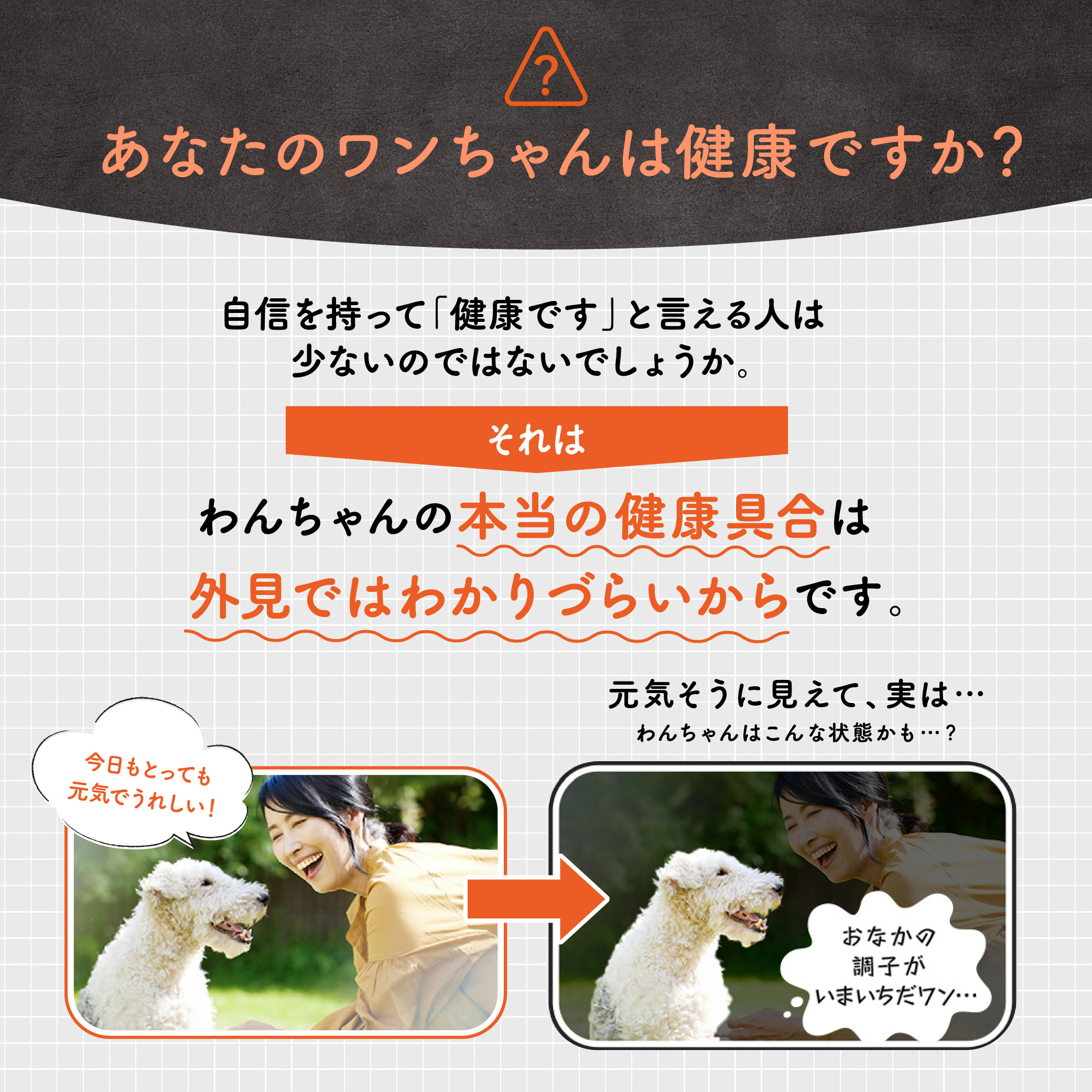 大正製薬 公式 わん ビオフェルミンS 40g 3袋 サプリ 犬 サプリメント