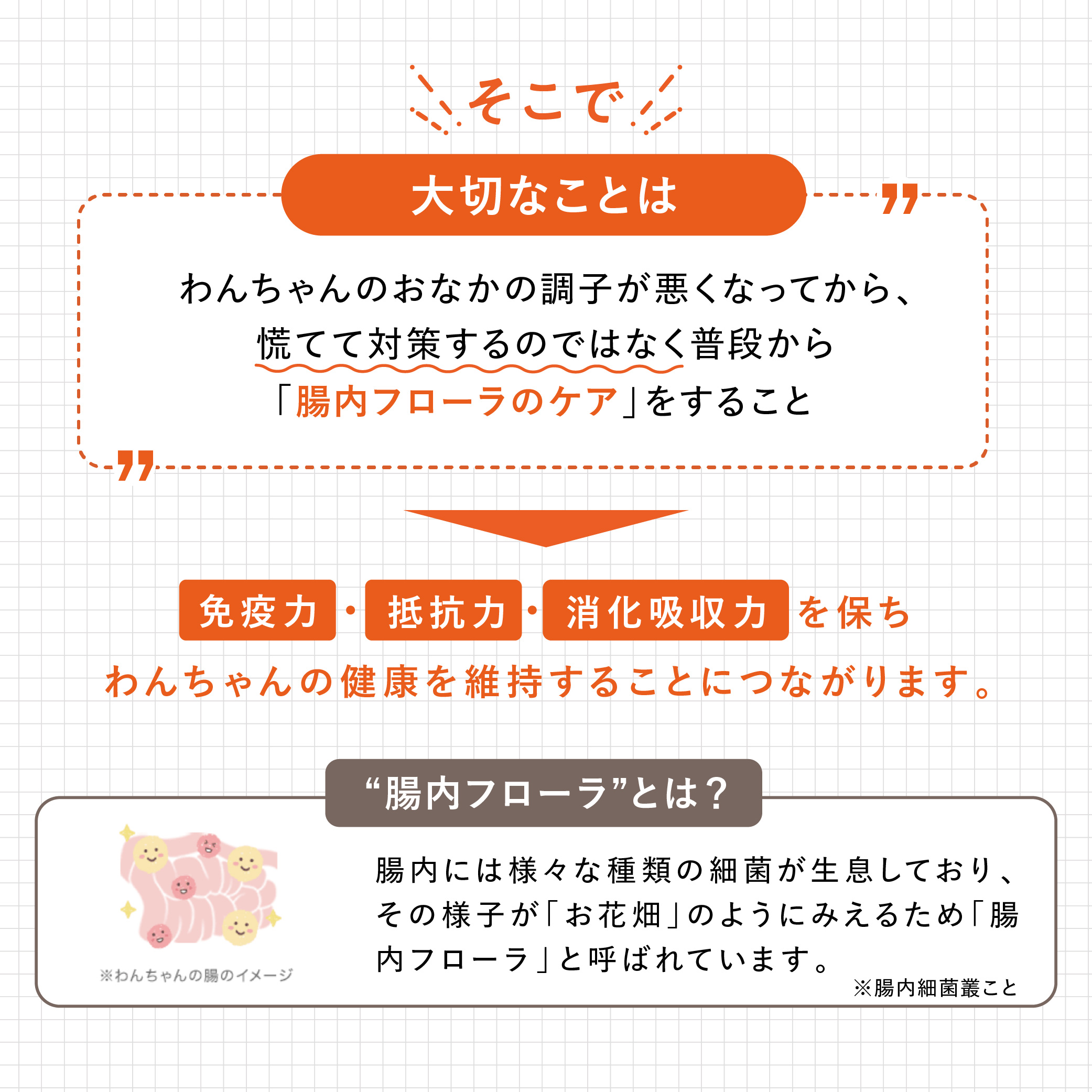大正製薬 公式 わん ビオフェルミンS 40g 3袋 サプリ 犬 サプリメント