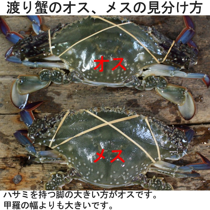ワタリガニ メス（ 渡り蟹 ガザミ ）1ぱい（500〜600ｇ） 瀬戸内海産 