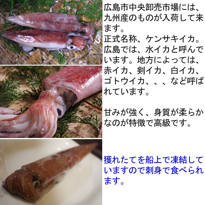 剣先イカ 長崎産 約1kg みずいか 剣先いか けんさきいか 白いか 赤いか 冷凍 S 0015r 瀬戸内たいたいclub 通販 Yahoo ショッピング