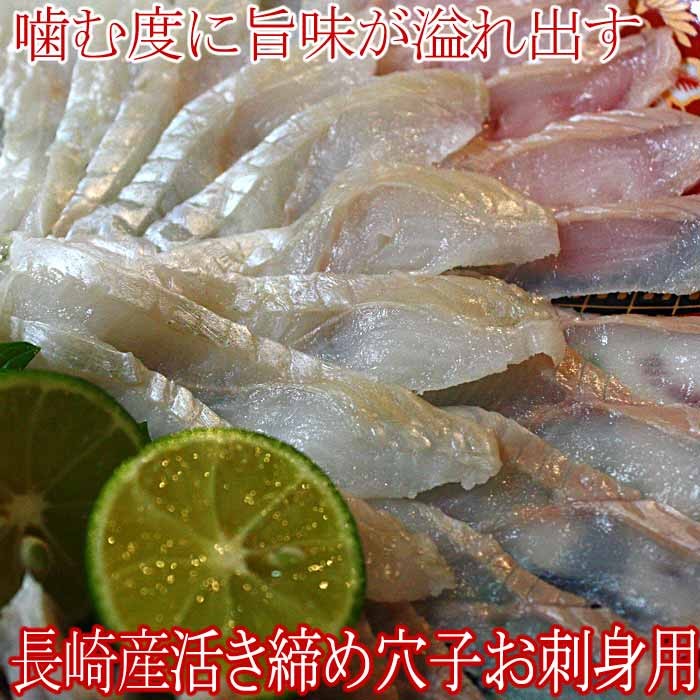 穴子 刺身用 1尾300g 前後 3〜4人前 長崎県産（ あなご アナゴ 国産 活き締め 生 ） :S-0064-03:瀬戸内たいたいCLUB -  通販 - Yahoo!ショッピング