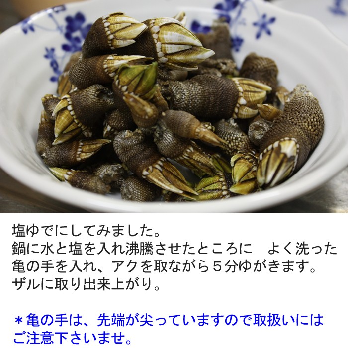 亀の手 生 1kg カメノテ ペルセベス かめのて 愛媛県産 香川県産 愛知県産のいずれか 塩ゆで お味噌汁 バーベキューにも Kamenote1 瀬戸内たいたいclub 通販 Yahoo ショッピング 亀の手 生 1kg カメノテ ペルセベス かめのて 愛媛県産 香川県産 愛知県産のいずれか 塩ゆで お味噌汁 バーベキューにも Kamenote1 瀬戸内たいたいclub 通販 Yahoo ショッピング