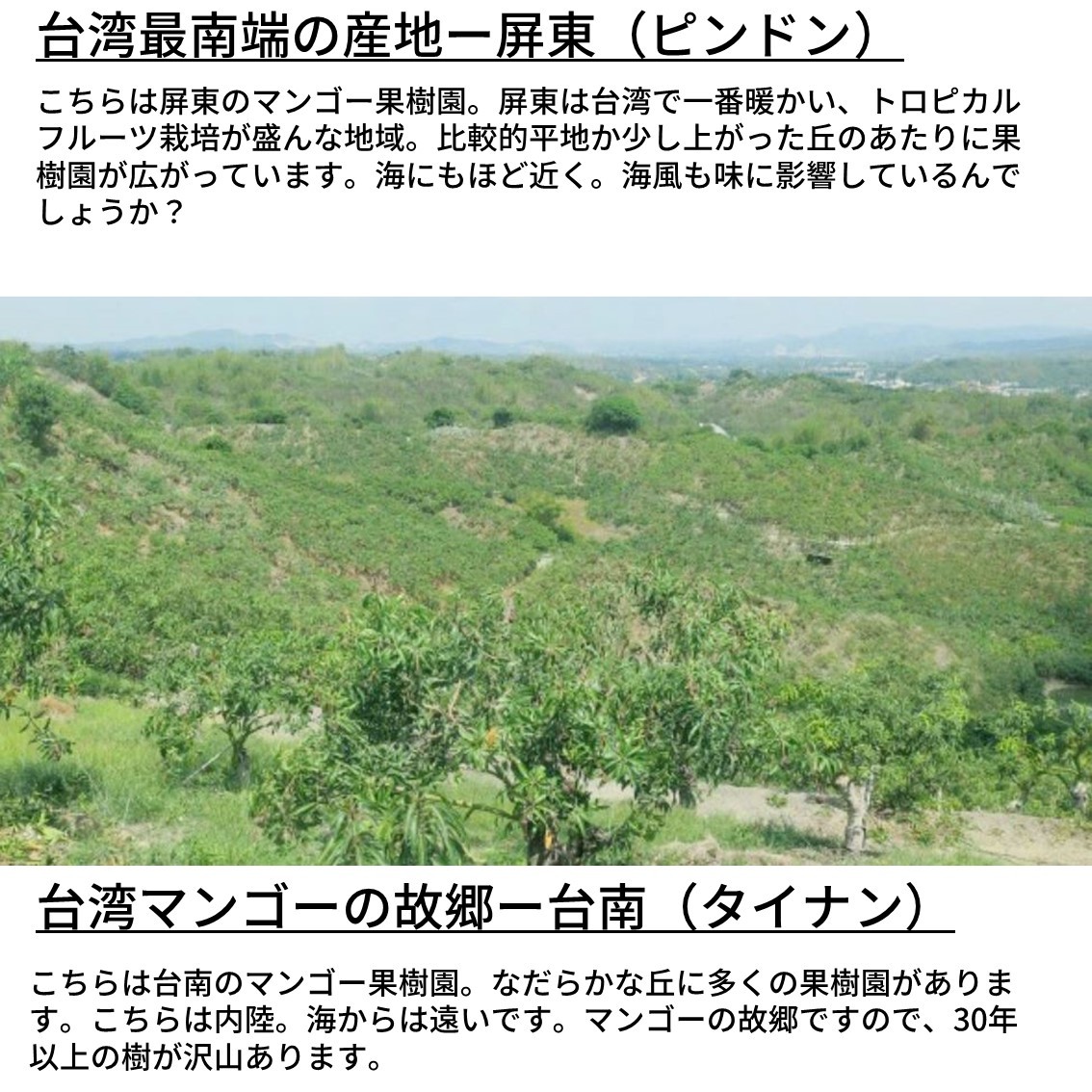 ○予約＜3Lサイズ以上超大玉指定＞○送料無料 幸せの台湾