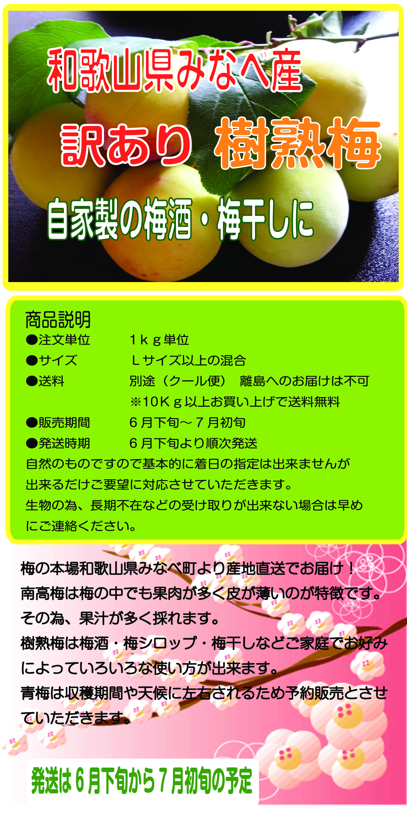 南高梅 樹熟梅1Kg みなべ産 訳あり : 12-63 : たいよう畑 - 通販