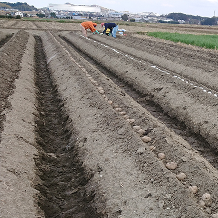 種芋定植