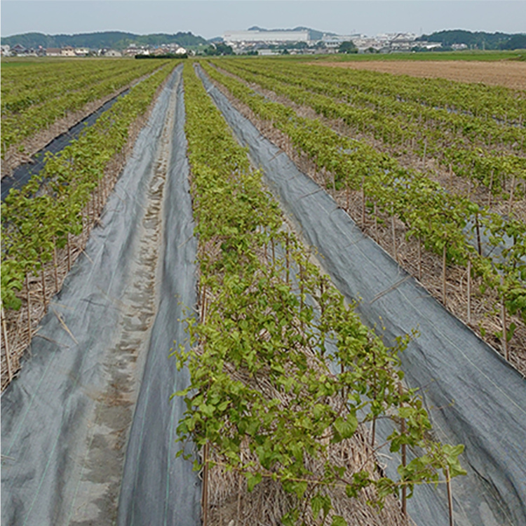 防草シート張り