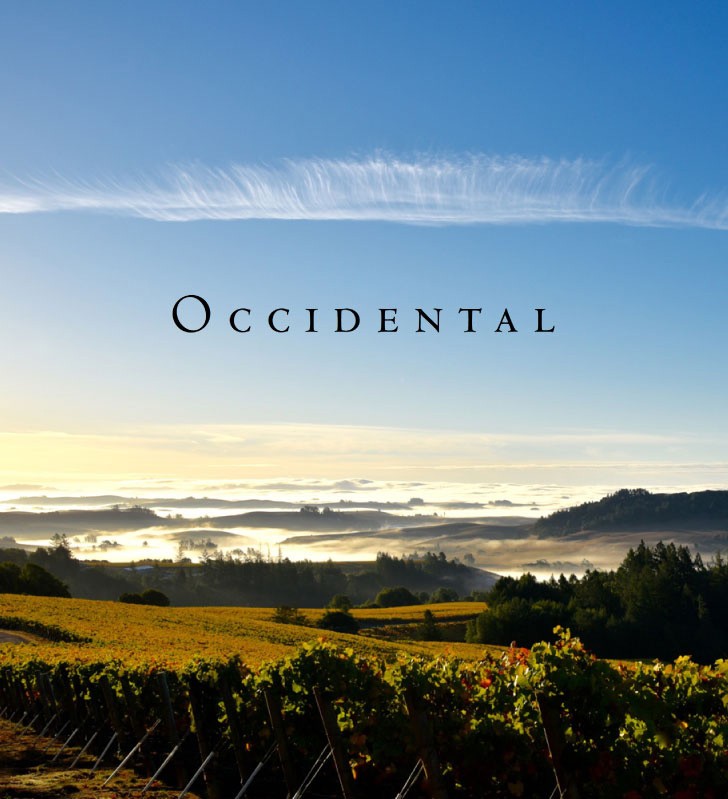 シャルドネ レ ノワゼッティエール [ 2020 ]キスラー ( 白ワイン ) [S] スティーヴ キスラー Wine ワイン