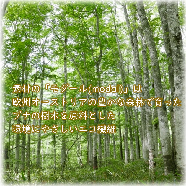 モダールのブナ森画像