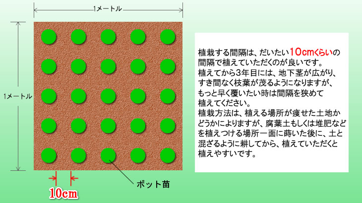 植栽間隔