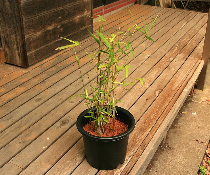 蓬莱竹の鉢植え 縁側