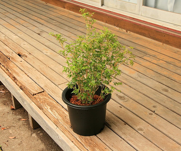 幹筋鳳凰竹の鉢植え 縁側