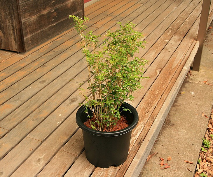 幹筋鳳凰竹の鉢植え 縁側2