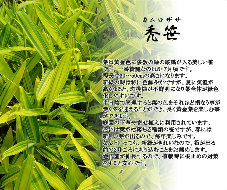 禿笹の特徴