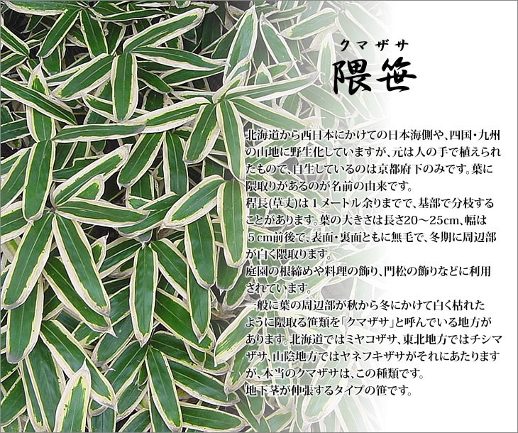 クマザサ(隈笹)の鉢植えの説明 - 通販 - Yahoo!ショッピング