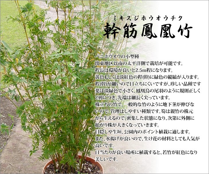 幹筋鳳凰竹の特徴