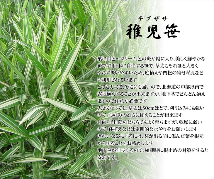 稚児笹の特徴