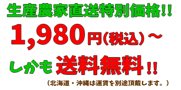 有田みかんが送料無料で1,980円～