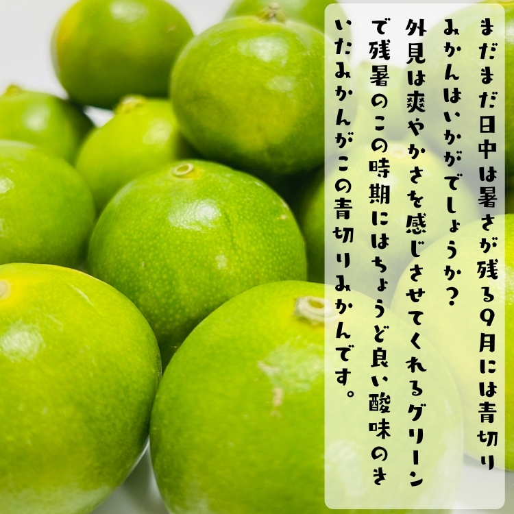 特撰 青切り 有田みかん