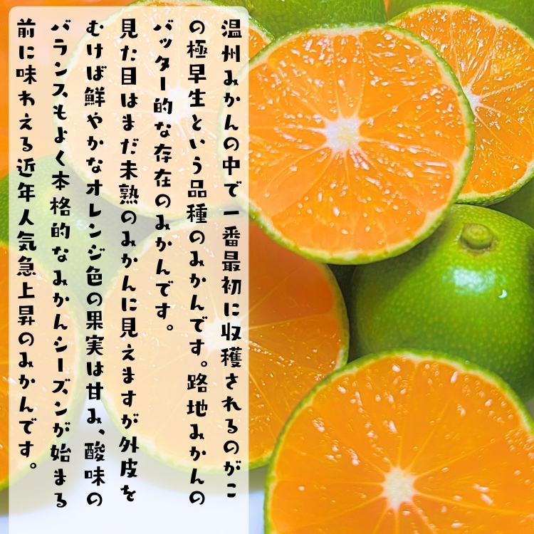特撰 青切り 有田みかん