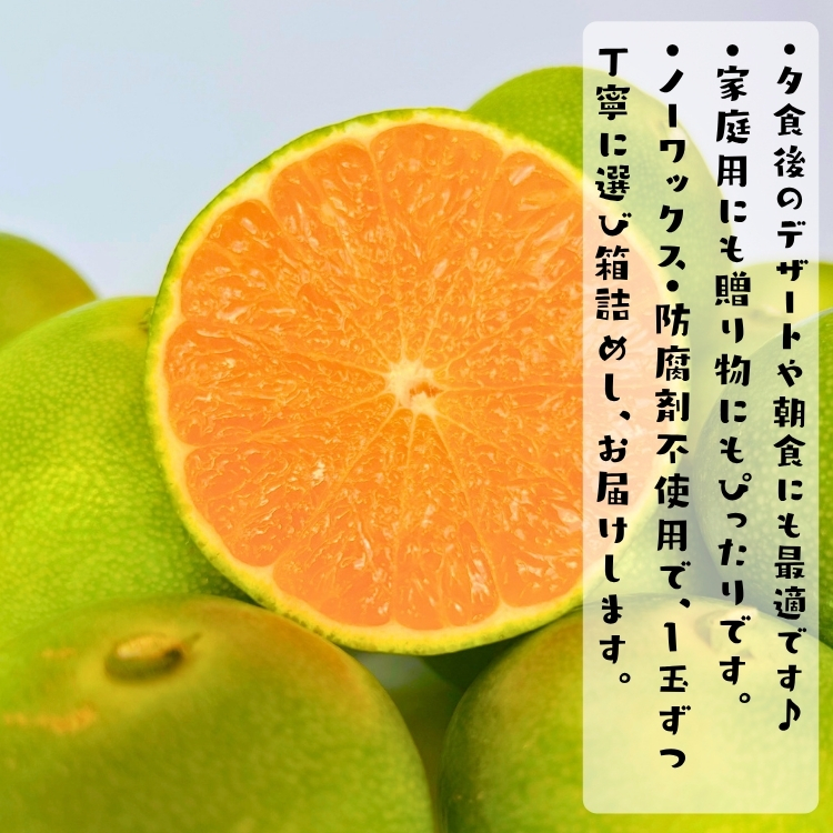 特撰 青切り 有田みかん