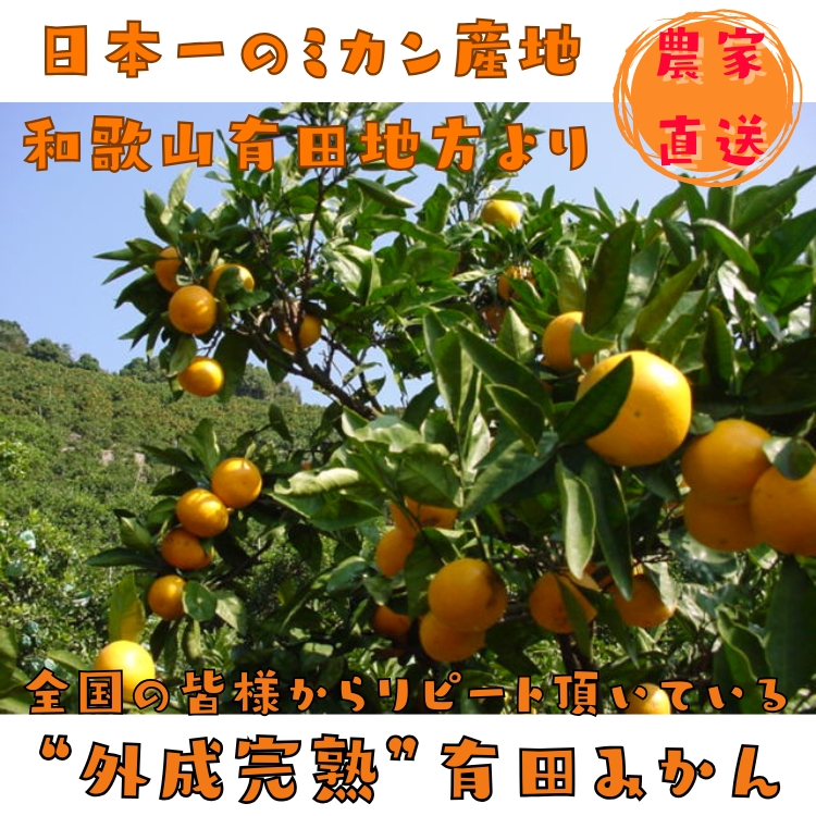 ご家庭用 粗選別 外成 完熟 有田 みかん 10kg _ わけあり 訳あり