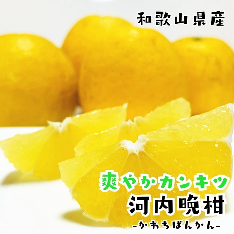 訳あり 河内晩柑