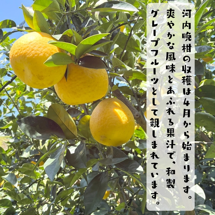訳あり 河内晩柑