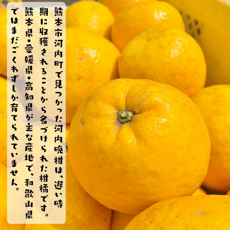 訳あり 河内晩柑