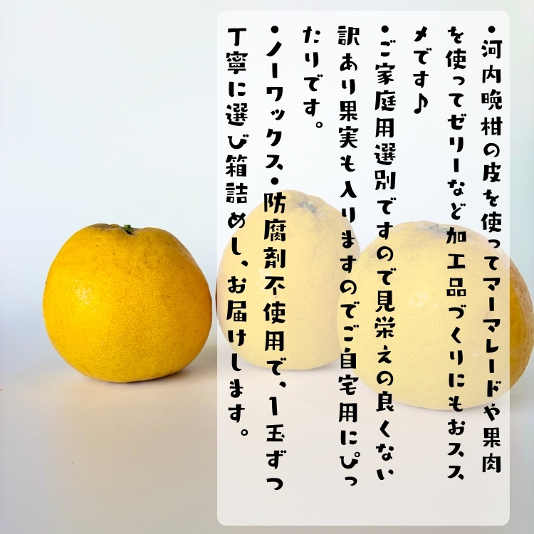 訳あり 河内晩柑