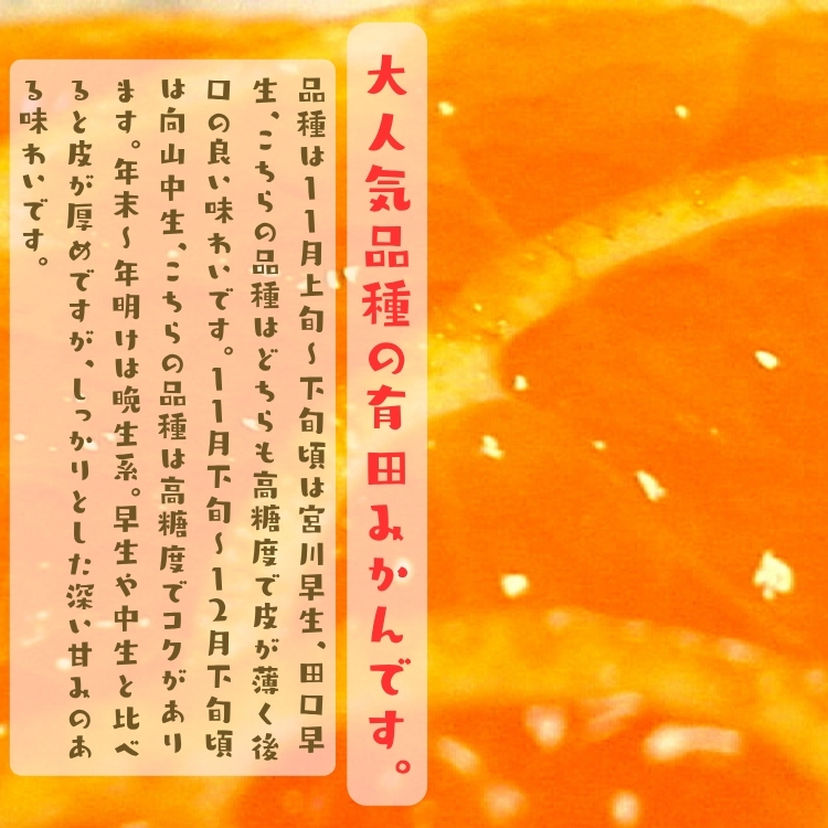 人気品種の有田みかん