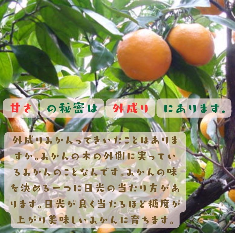ご家庭用 粗選別 外成 完熟 有田 みかん 10kg _ わけあり 訳あり