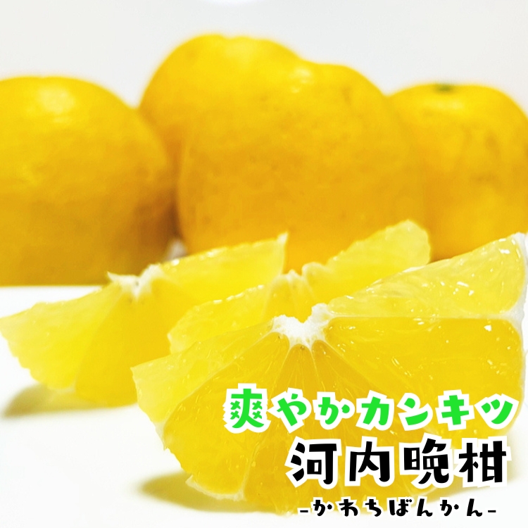 爽やかカンキツ河内晩柑