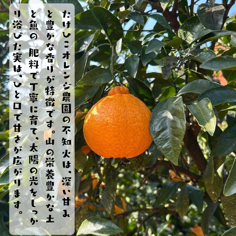 不知火(しらぬい)(デコポンと同品種)