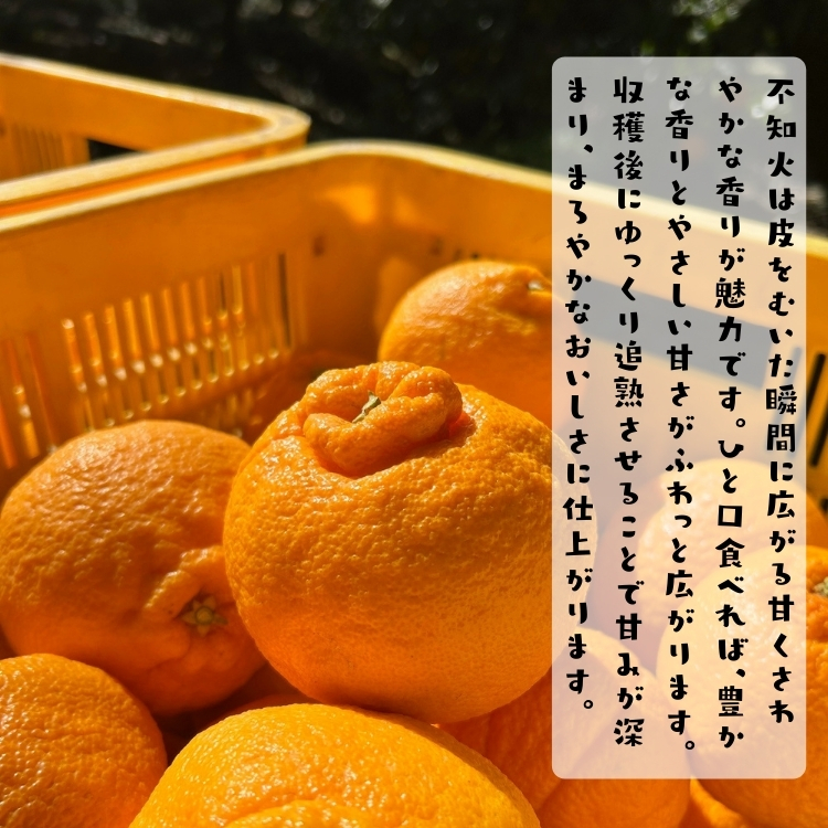 不知火(しらぬい)(デコポンと同品種)