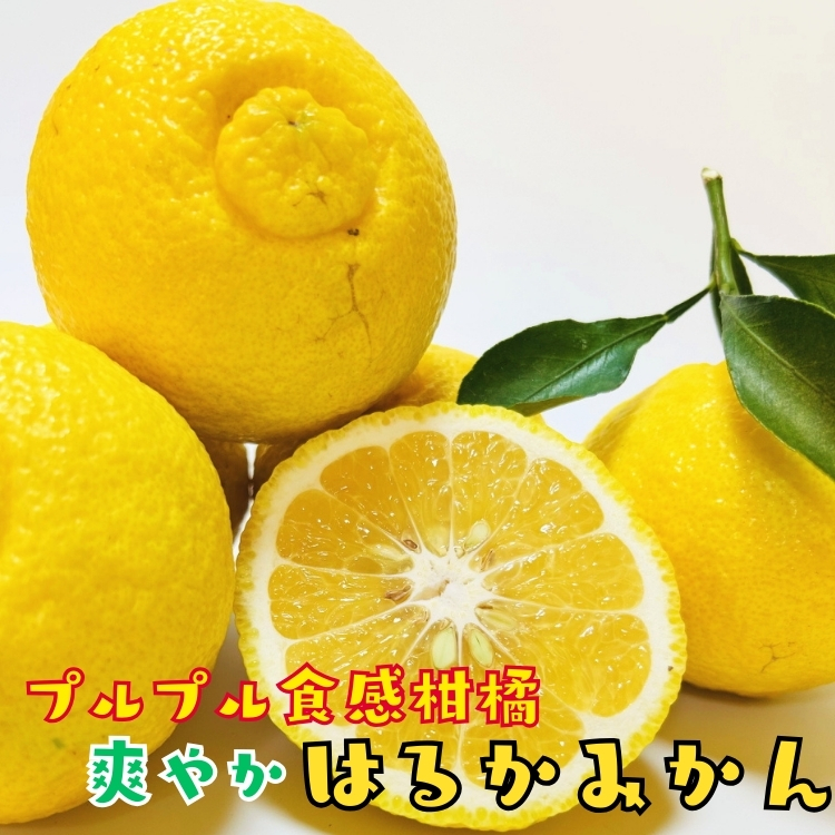 はるかみかん