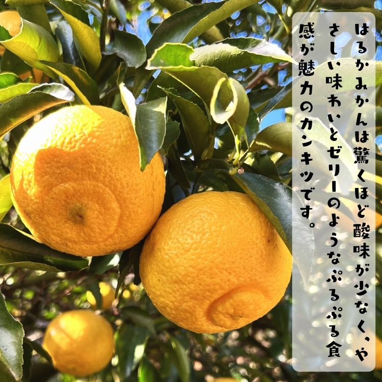 プルプル食感はるかみかん