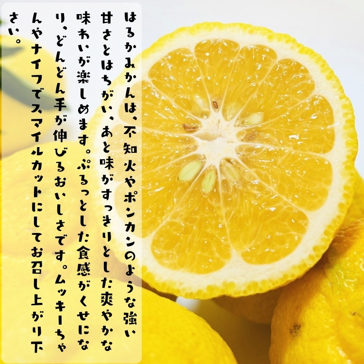 プルプル食感はるかみかん