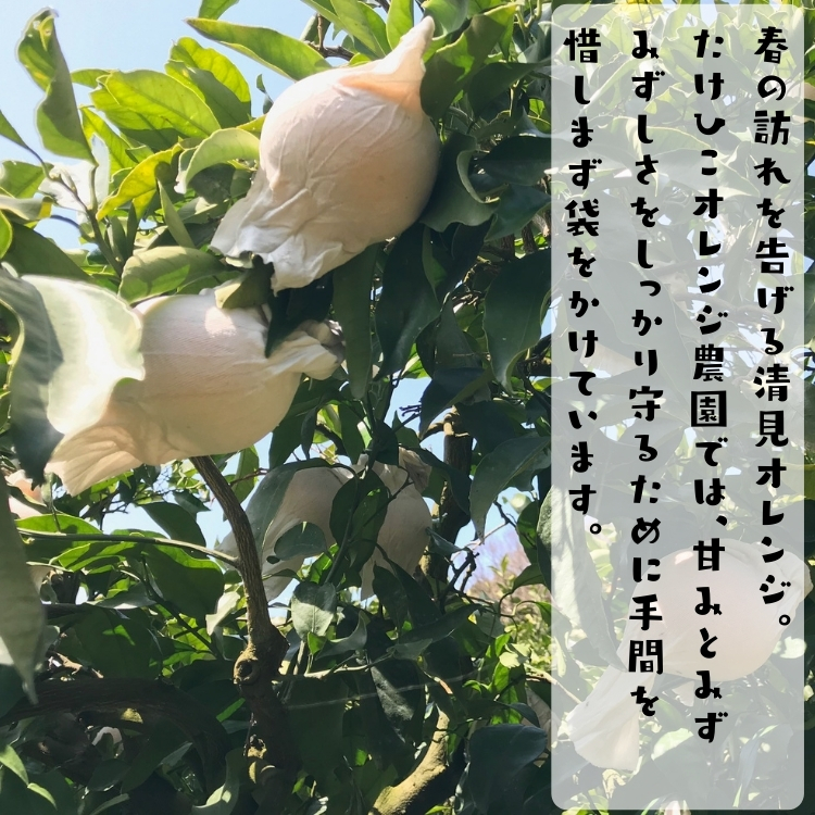 わけあり清見オレンジ
