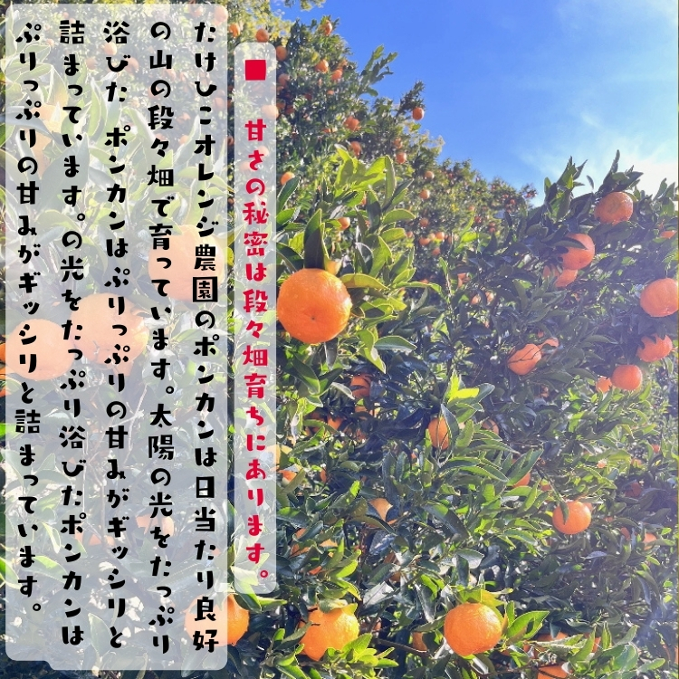 甘みたっぷりのポンカン