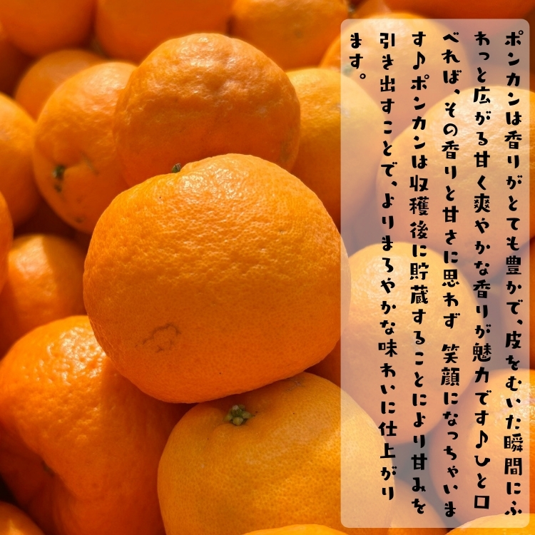 甘みたっぷりのポンカン