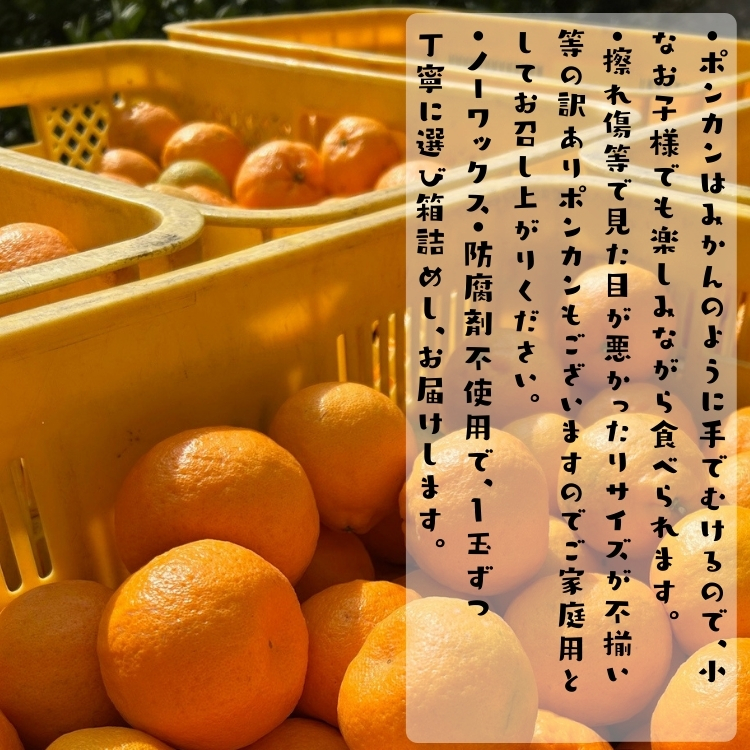 甘みたっぷりのポンカン